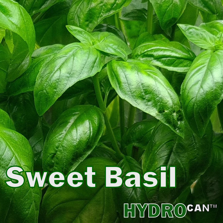 Sweet Basil HydroCan